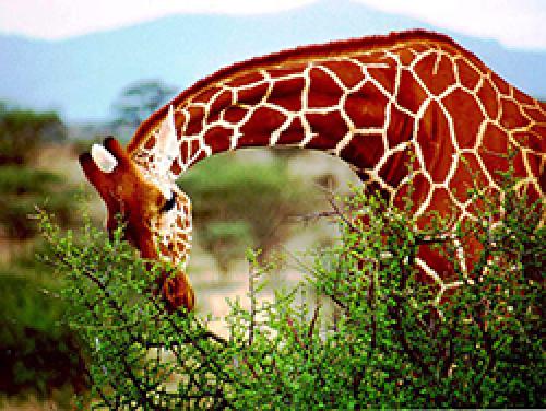 Чем питается жираф. Что едят жирафы?
