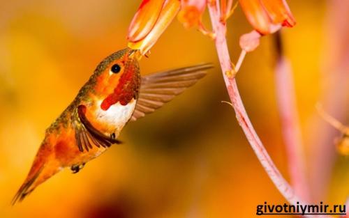 Интересные факты о колибри. В море найдется все! 05