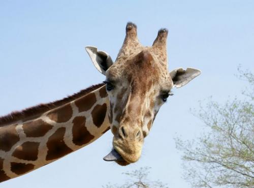 Жираф рога. Внешний вид.