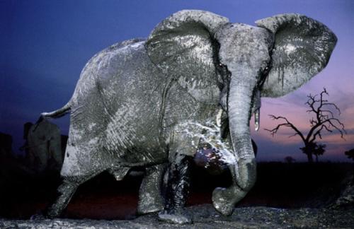 Мудрость о слонах. 