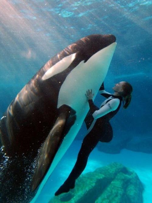 Косатки в неволе. Опасны ли косатки для людей