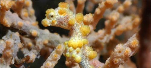 Можно ли есть морских коньков. Что за зверёк Морской Конёк?