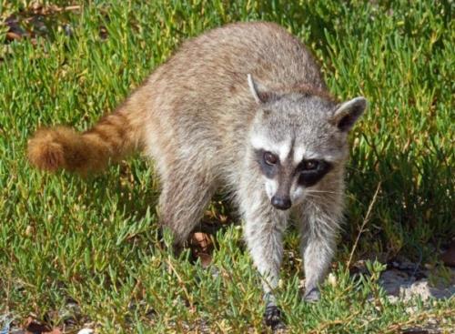 Енот полоскун интересные факты. 12 интересных фактов о енотах 13