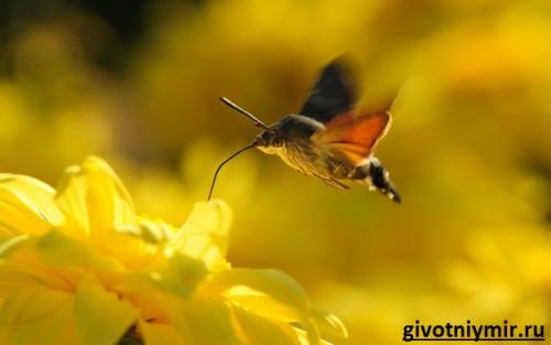 Интересные факты о колибри. В море найдется все! 06