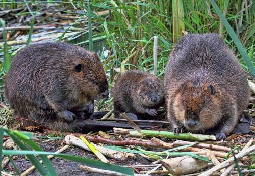 Интересные факты о бобрах 06