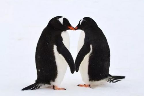 Интересные факты о животных морей и океанов. 12 самых невероятных фактов о морских животных, которые заставят вас удивляться!)