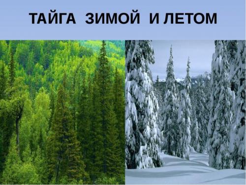 Статьи про лес. 50 интересных фактов о лесах и деревьях нашей планеты 01