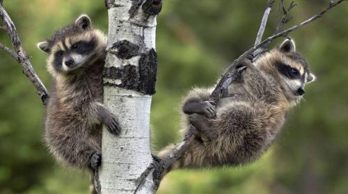 Енот полоскун интересные факты. 12 интересных фактов о енотах