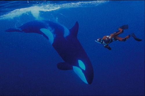 Косатки в неволе. Опасны ли косатки для людей