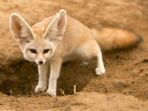 Лиса интересные факты. Самое интересное о лисах 09