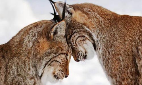 Интересные факты о Рыси + Видео