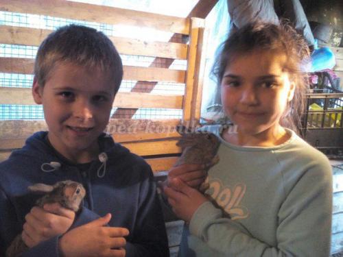 Факты о кроликах. Кролики — интересные факты 14