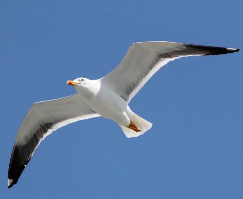 Птица похожая на чайку. Чайки: описание