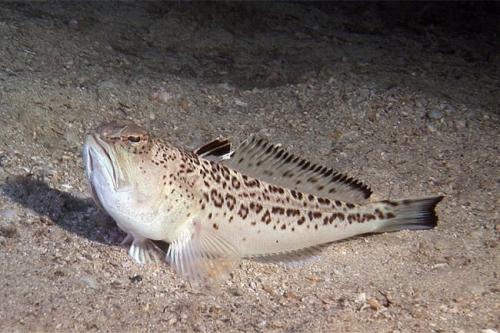 Интересные факты о Черном море для детей. Интересные факты о Черном море 07