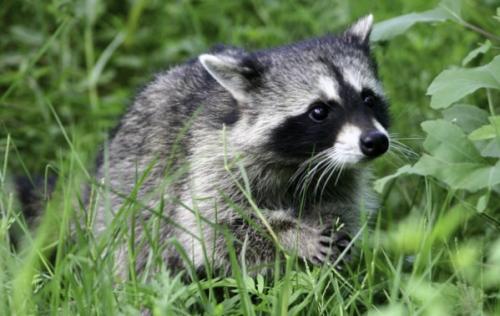 Енот полоскун интересные факты. 12 интересных фактов о енотах 11