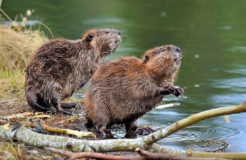 Интересные факты о бобрах 04