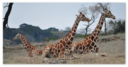 Жирафы африки. Жираф — самое большое сердце в мире