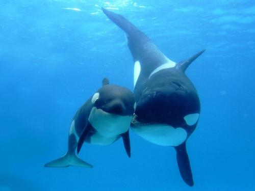 Касатки интересные факты. Жизнь касаток 18