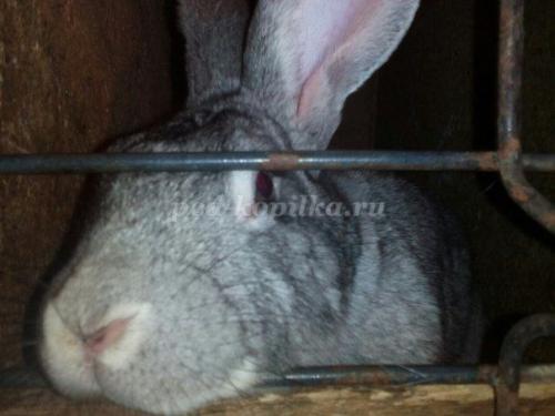 Факты о кроликах. Кролики — интересные факты 17