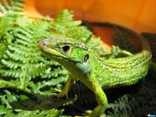 Интересные факты о ящерицах. 10