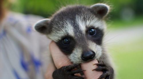 Енот полоскун интересные факты. 12 интересных фактов о енотах