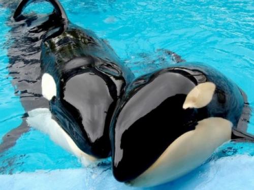 Как выглядит касатка. Касатка