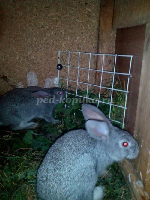 Факты о кроликах. Кролики — интересные факты 13