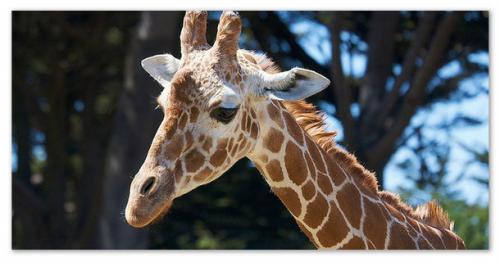 Жирафы африки. Жираф — самое большое сердце в мире