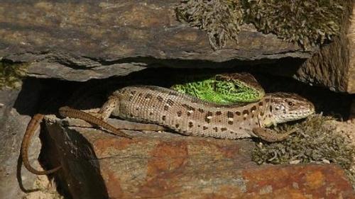 Интересные факты о ящерицах. 02