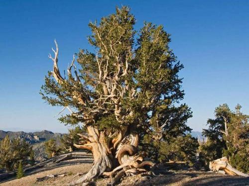 Интересные факты о тканях. 03