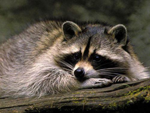 Короткие факты о енотах. Интересные факты о енотах