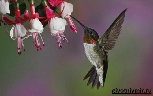 Интересные факты о колибри. В море найдется все! 02