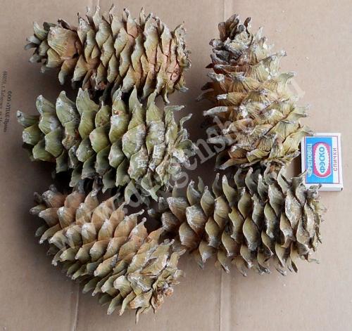 Кедр в молдавии. Что мы называем кедрами (краткий ликбез)...