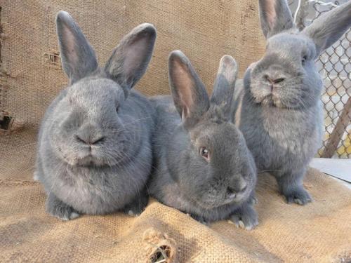 Кролики. Как начать разводить кроликов дома