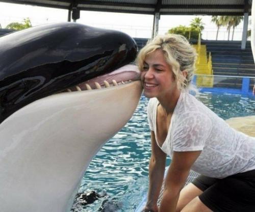 Косатки в неволе. Опасны ли косатки для людей