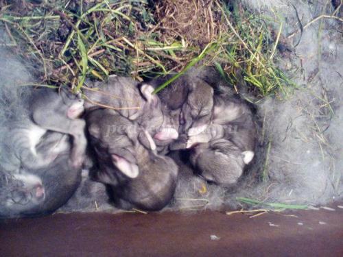 Факты о кроликах. Кролики — интересные факты 16