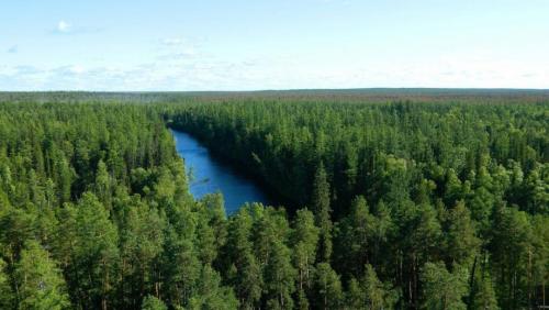 Статьи про лес. 50 интересных фактов о лесах и деревьях нашей планеты 05