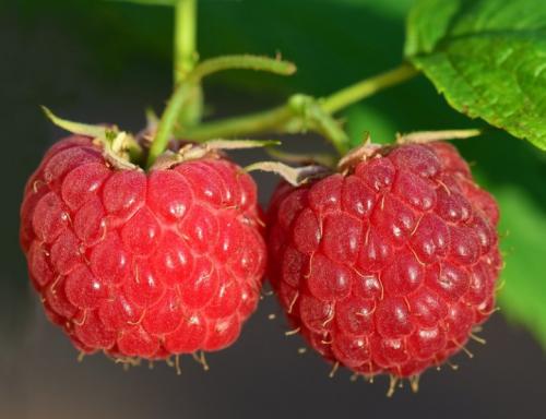 Интересные факты о малине для детей. Малина — интересные факты