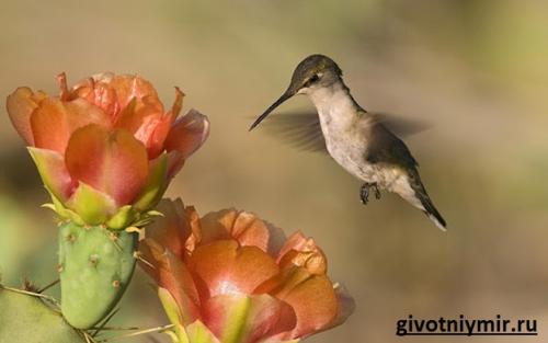 Интересные факты о колибри. В море найдется все! 03