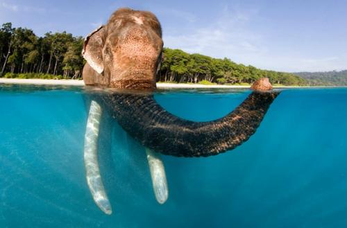 Мудрость о слонах. 