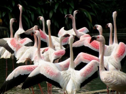 Что едят фламинго в зоопарке. 