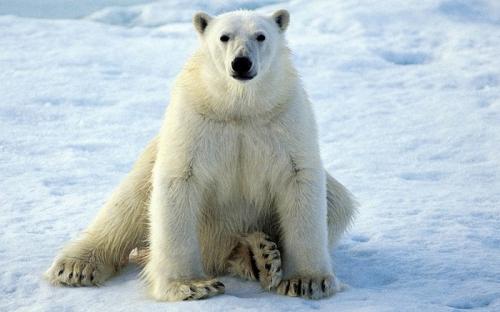 Интересные факты обо всем для детей. Интересные факты для детей (7 фото) 06