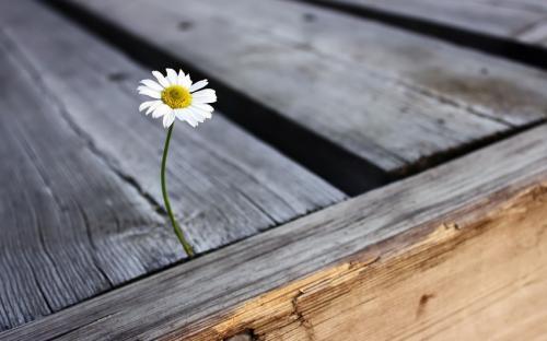 Мысли о природе. Цитаты русских писателей о природе