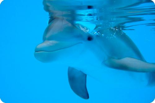 Интересные факты для детей 10 лет. Интересные факты для детей (7 фото) 07