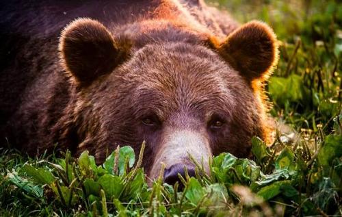Описание медведя. Описание и особенности