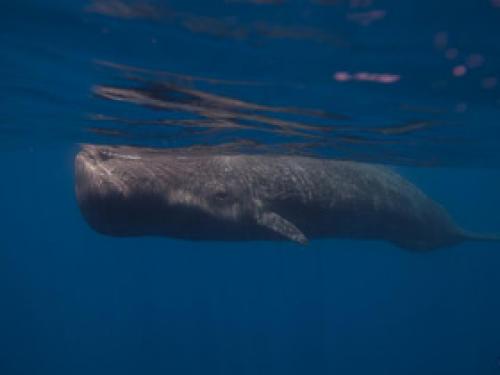 Касатка или косатка?, как писать правильно. Косатка или касатка. Кто такая косатка 01