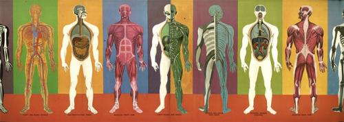 Сколько атомов в человеке. Факты о теле: От атомов до созвездия Андромеды