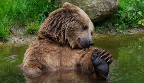 Описание медведя. Описание и особенности