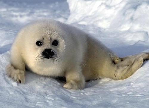 Самый маленький материк. Какой самый маленький материк на планете 12