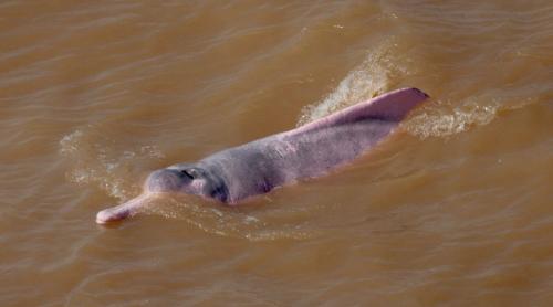 Речной дельфин Амазонки. Амазонский дельфин